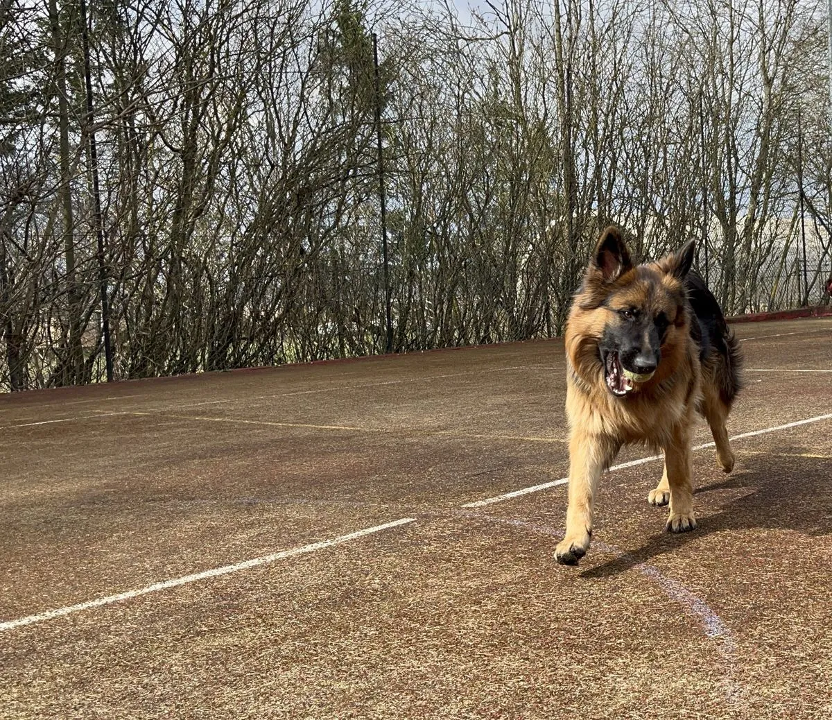 Owczarek niemiecki biegnący po korcie tenisowym w VITA Augustów